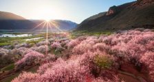 嘎拉桃花村